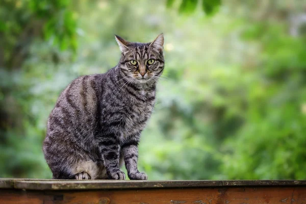Gato tabby senta-se em uma mesa de jardim contra um fundo verde com espaço de cópia — Fotografia de Stock