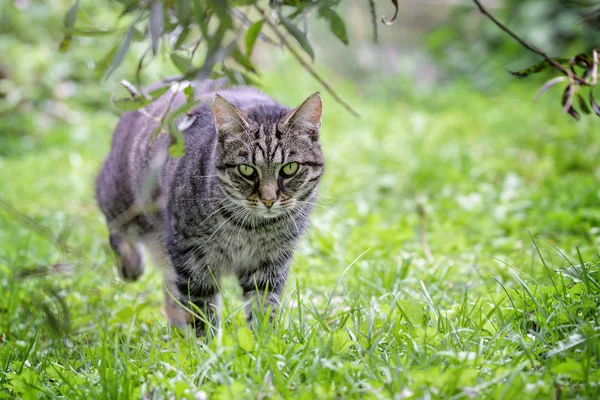 Gato tabby na caça está vagando pela grama no jardim, fundo verde com espaço de cópia — Fotografia de Stock