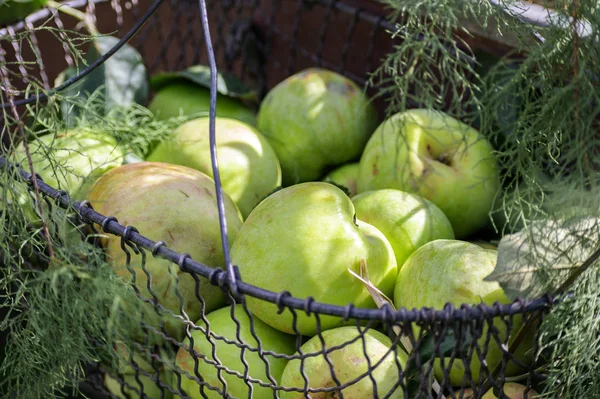 Maçãs verdes orgânicas recém-colhidas em uma cesta de metal no mercado — Fotografia de Stock