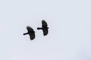 uçan Alp chough veya sarı gagalı chough (Pyrrhocorax graculus) gri bir gökyüzüne karşı, karga ailesinin bir kuş, kopya alanı