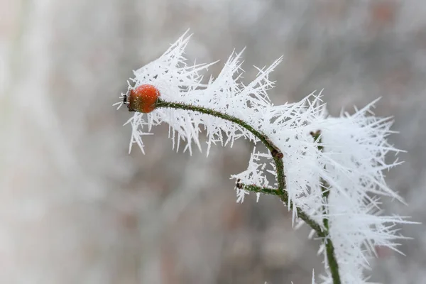 Hagebuttenzweig mit langen gefrorenen Eisnadeln aus dem Raureif im Winter, Kopierraum — Stockfoto
