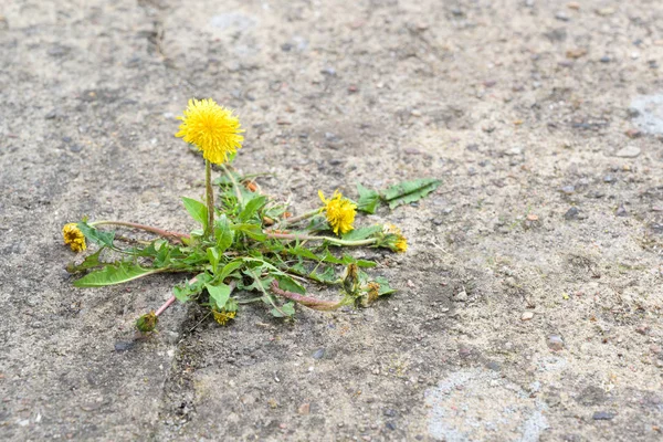 Single λουλούδι πικραλίδα σπάει το δρόμο του μέσα από το σκυρόδεμα, αντίγραφο χώρου — Φωτογραφία Αρχείου