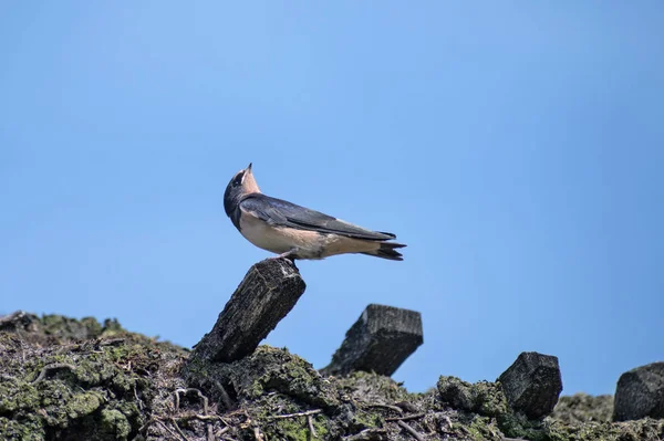 Giovane rondine fienile (Hirundo rustica) su un tetto di paglia sta guardando verso l'alto e in attesa di cibo, cielo blu con grande spazio copia — Foto Stock