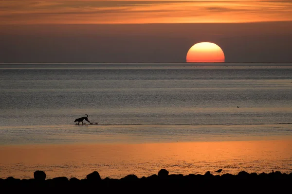 Happy dog as a silhouette is running in the sunset over the wadden sea of the north sea in Germany, copy space — Stok Foto