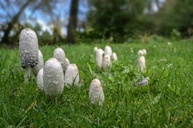 Group of shaggy ink caps (Coprinus comatus) in the lawn in autumn, also called lawyer's wig, or shaggy mane, edible mushroom when young, old heads melt into black liquid, copy space clipart