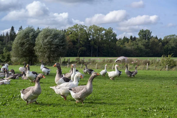 Flock av frigående gäss på betesmark på en ekologisk gård under blå himmel med moln, djurkoncept för artanpassad skötsel, kopieringsutrymme — Stockfoto