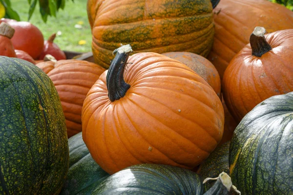 Várias abóboras, legumes decorativos de outono para o dia das bruxas e ação de graças — Fotografia de Stock