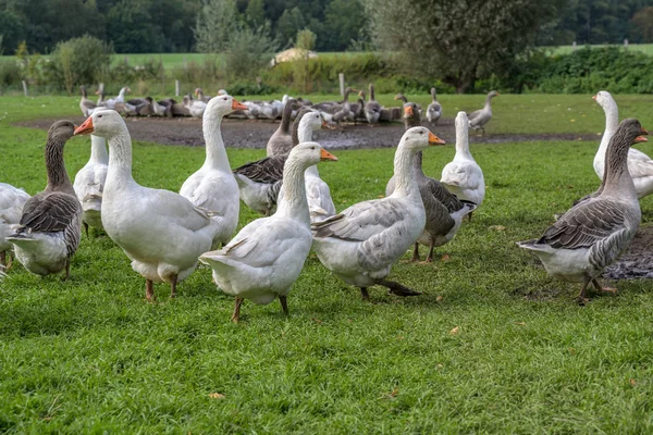 有机农场牧场上的自由放养的鹅，动物概念，以适应物种的饲养 — 图库照片