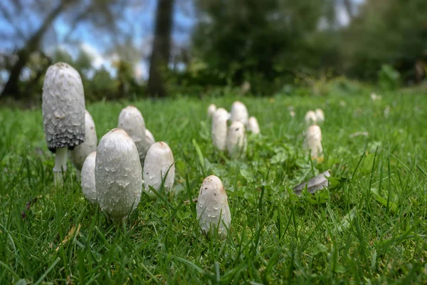 Group of shaggy ink caps (Coprinus comatus) in the lawn in autumn, also called lawyer's wig, or shaggy mane, edible mushroom when young, old heads melt into black liquid, copy space — Stock Photo, Image