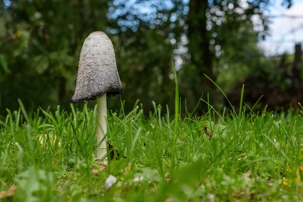 Shaggy ink cap (Coprinus comatus) in the grass on the meadow in autumn, also called lawyer's wig, or shaggy mane, excellent edible mushroom when young, but old ones melt into disgusting black liquid, copy space — Stock Photo, Image