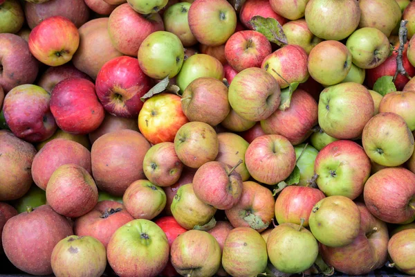 Dużo organicznych jabłek świeżych ze zbiorów na targu rolniczym, pełne tło ramki, widok z góry — Zdjęcie stockowe