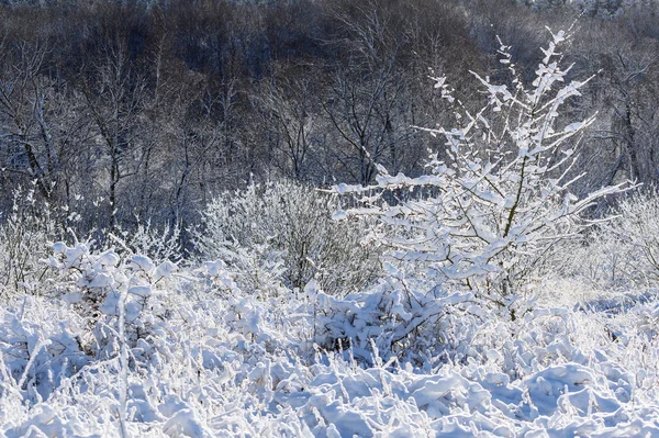 Forest edge with snow-covered bushes and grass, winter landscape — Stock Photo, Image