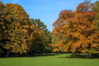 Parktaki kırmızı ve altın yapraklı ağaçlarda sonbahar renkleri, güzel mevsimsel manzara, mavi gökyüzü.