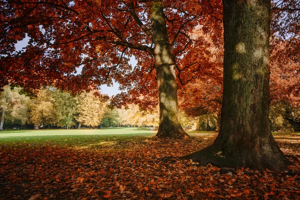 공원, 계절적 인 풍경에 붉고 황금빛 잎사귀가 있는 오래 된 나무들의 가을 색깔은 초점을 맞추었다 — 스톡 사진