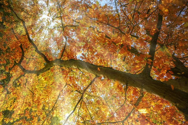 Sinar matahari bersinar melalui puncak pohon dengan daun merah dan emas musim gugur penuh warna, latar belakang alam musiman, ruang fotokopi — Stok Foto