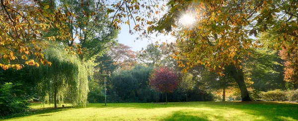 Renkli sonbahar yaprakları olan çeşitli ağaçlar ve eski bir parkta bir güneş yıldızı mevsimlik manzara arka planında — Stok fotoğraf