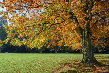 Eski kuzey kırmızı meşe ağacı (Quercus rubra) parktaki renkli sonbahar yaprakları, mevsimlik manzara, kopyalama alanı
