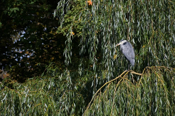 在垂柳树上的灰鲱鱼（Ardea cinerea），复制空间 — 图库照片