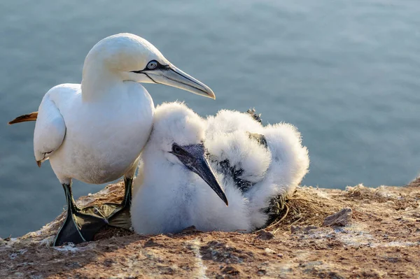 Northern gannet (Morus bassanus) with a chick in fluffy feathers, the seabirds live on the rocks of the island Heligoland in the north sea, Germany, blue water; copy space — Stock Photo, Image