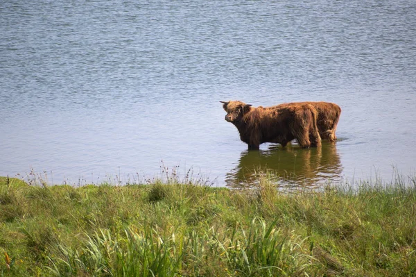 Two galloway cattles with long dun fur are standing in the water of a lake at the pasture on a sunny day, copy space — Stock Photo, Image