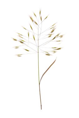 Kısır broş ya da yoksulluk bromu (Bromus sterilis), yaprakları mora boyamak için yeşili olan bir tür bromegrass türüdür.