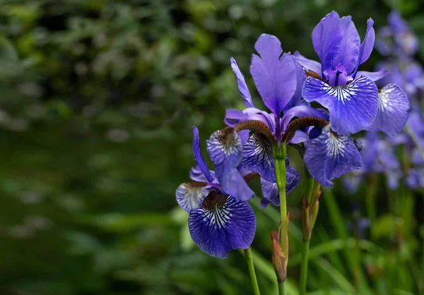 Bandera Siberia Iris Sibirica Floreciendo Con Flores Violetas Azules Estanque —  Fotos de Stock