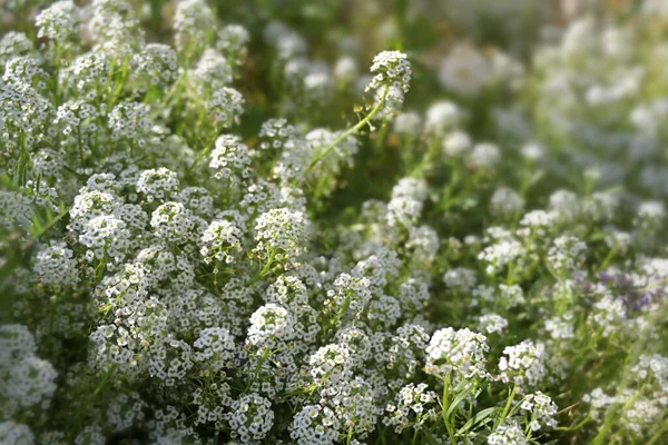 Bílé Květy Iberis Sempervirens Běžně Nazývané Candytuft Věčně Zelená Půdní — Stock fotografie