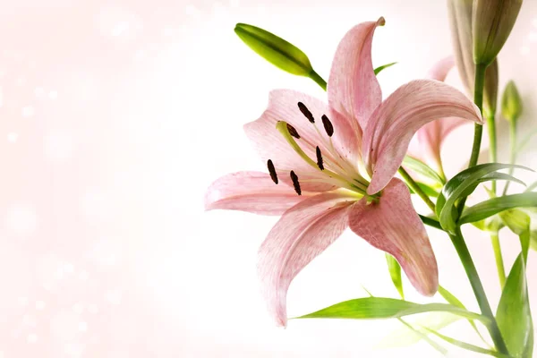 Lily Flower Pink Petals Stamen Pistil Green Leaves Bright Bokeh — Stock Photo, Image