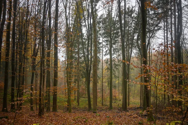 Foresta Mista Autunnale Con Alberi Piedi Stretti Fogliame Colorato Giorno — Foto Stock