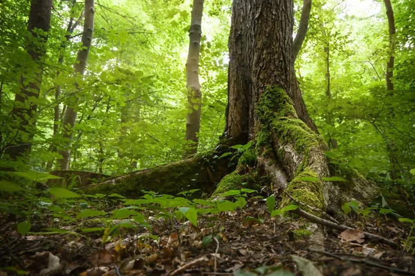 Korzenie Starego Drzewa Porośniętego Mchem Bluszczem Naturalnym Lesie Liściastym Mistyczny — Zdjęcie stockowe