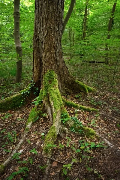 Korzenie Starego Drzewa Porośniętego Mchem Naturalnym Lesie Liściastym Krajobraz Dzikiej — Zdjęcie stockowe