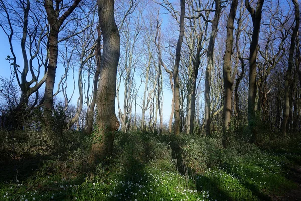 Anémonas Madera Troncos Árboles Bosque Viejo Contra Cielo Azul Luz — Foto de Stock