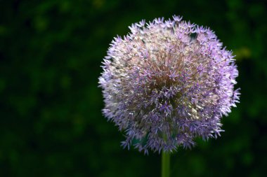 Fars Yıldızı veya İran soğanı (Allium cristophii) çiçek başlığı arka planda fotokopi alanı ile koyu yeşil arkaplan, seçili odak, dar alan derinliği