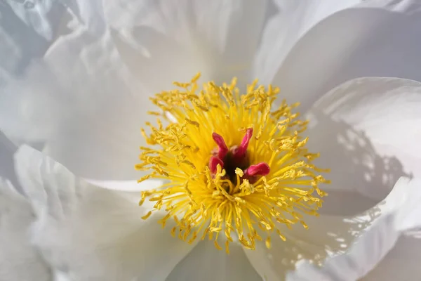 Krásná Květina Pivoňku Nebo Paeony Žlutými Tyčinkami Červenými Sjezdovkami Mezi — Stock fotografie