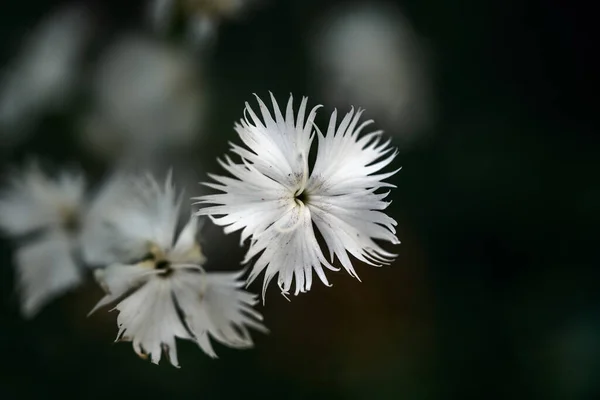 Dianthus竞技场的白色花朵 背靠黑暗的背景 有复制空间 精选焦点 非常狭窄的视野深度 — 图库照片