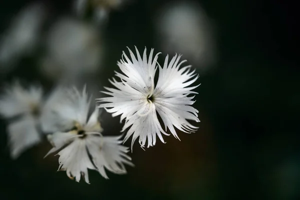 Biały Kwiat Dianthus Arenarius Ciemnym Tle Przestrzenią Kopiowania Zbliżenie Wybrane — Zdjęcie stockowe