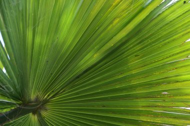 Aşağıdan yeşil palmiye yaprağı vantilatörü, soyut organik arka plan, kopyalama alanı, seçili odak