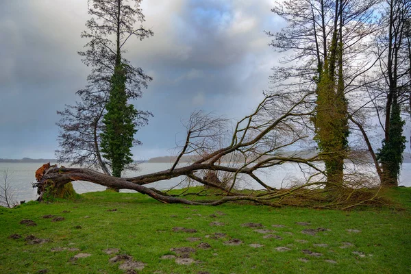 Буря Пошкоджена Падає Голе Дерево Лузі Березі Озера Після Сильної — стокове фото