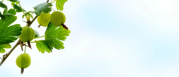 Gröna Krusbär Busken Fruktträdgården Mot Blå Himmel Med Moln Och — Stockfoto
