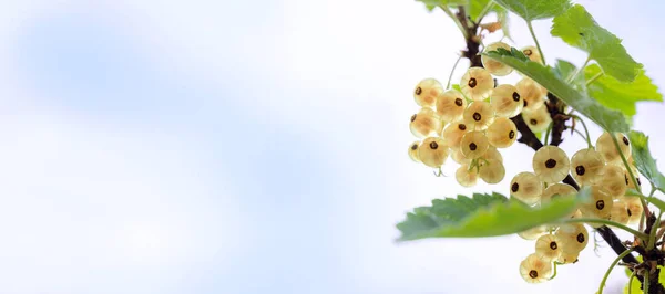 Ribes Bianco Crescono Cespuglio Nel Frutteto Contro Cielo Blu Con — Foto Stock