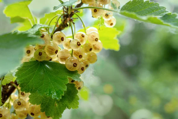 White Currants Growing Bush Orchard Blurry Green Background Copy Space — Stock Photo, Image