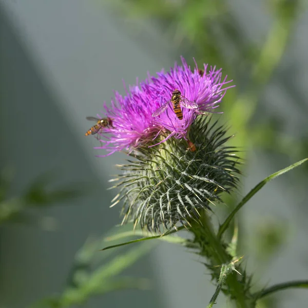 Thistle Blossom Hoverflies Selected Focus Narrow Depth Field — Stock Photo, Image