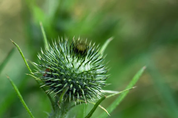 Prickly Flower Bud Thistle Blurred Green Background Copy Space Close — Stock Photo, Image