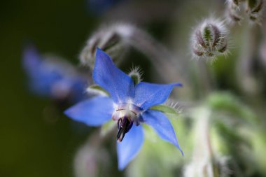 Yıldız çiçeği çiçeği (Borago officinalis) Çorbada sebze olarak kullanılan Akdeniz bitkisi, makarna ya da turşu aromalı turşu, fotokopi alanı olan arka plan, seçilmiş odaklanma, dar alan derinliği