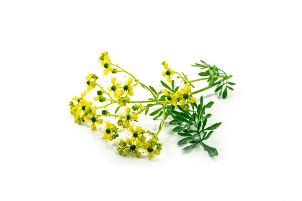 Küçük Sarı Çiçekler Aromatik Bitkiler Tıbbi Bitkiler Beyaz Arka Planda — Stok fotoğraf