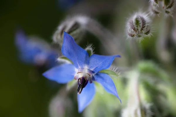Fleur Étoile Borago Officinalis Herbe Méditerranéenne Utilisée Comme Légume Dans — Photo
