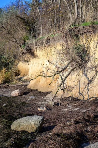 Falling tree at the edge of the eroded steep coast cliff on the German island Poel in the Baltic sea  near Wismar, selected focus
