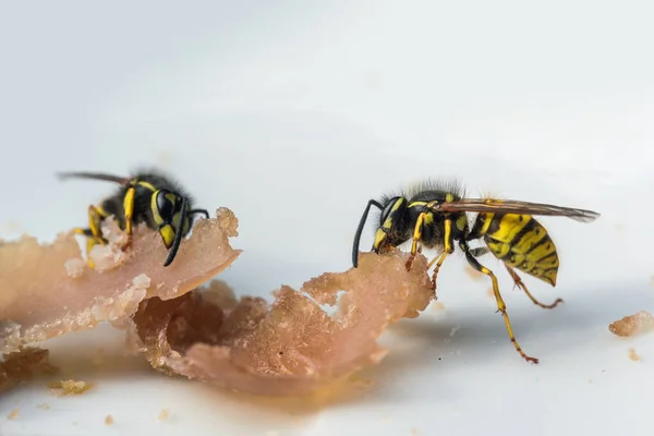 Σφήκες Τρώνε Ζαμπόν Από Ένα Πιάτο Στα Τέλη Του Καλοκαιριού — Φωτογραφία Αρχείου