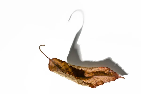 Withered Brown Leaf Throwing Shadow Shape Swan Autumnal Still Life — Stock Photo, Image