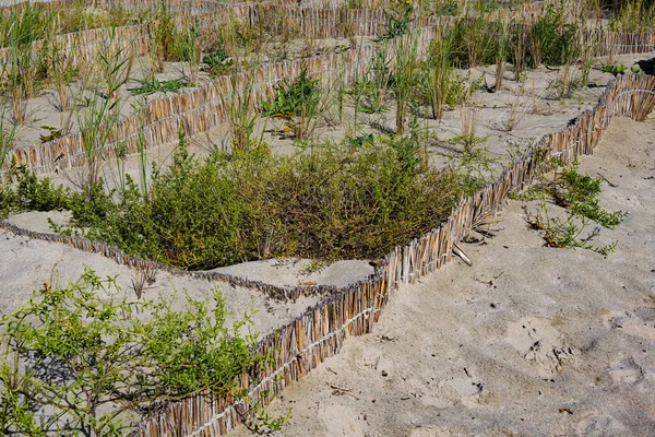 Ochrona Roślinności Plaży Przez Ogrodzenia Trzcinowe Krajobrazie Wydmowym Nad Morzem — Zdjęcie stockowe